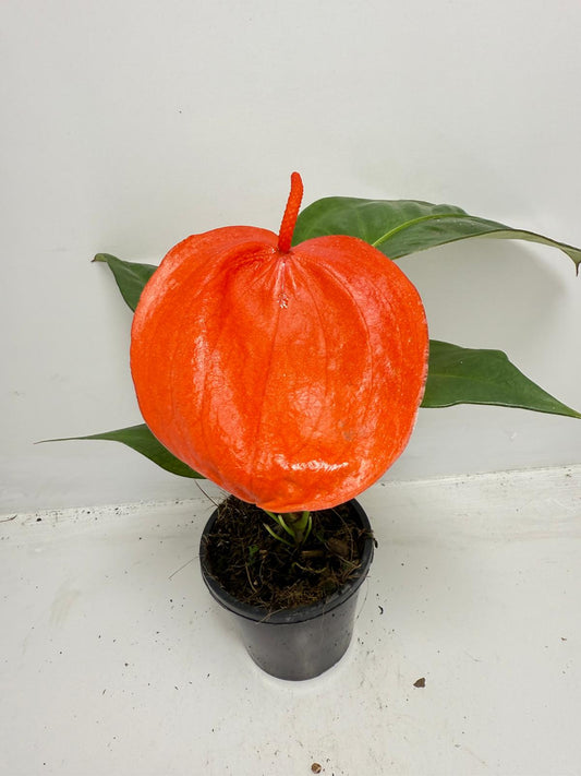 Anthurium Suzan Scherzerianum Pigtail with curly red flowers in 100mm pot Australia