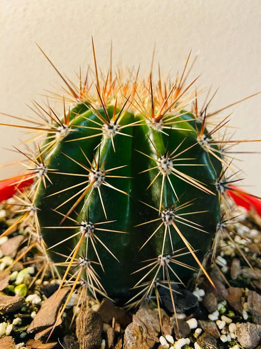 Young Saguaro cactus plant showing slow-growing columnar form for Australian gardens
