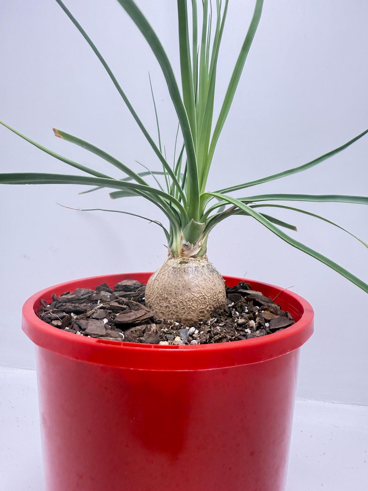 Close-up of swollen water-storing caudex on Beaucarnea stricta Blue Ponytail Palm
