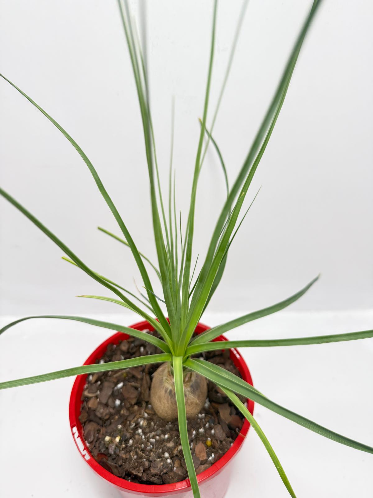 Beaucarnea stricta Blue Ponytail Palm styled in modern Melbourne apartment