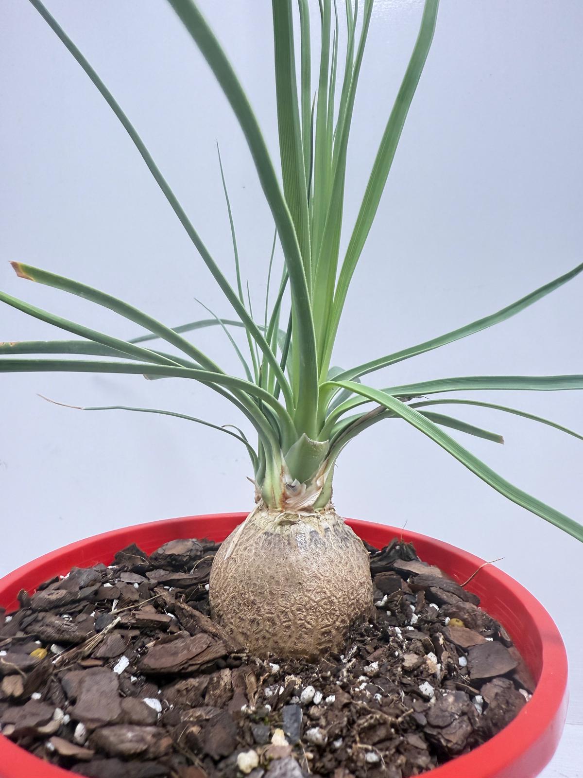 Beaucarnea stricta Blue Ponytail Palm in 130mm pot – rare blue-gray foliage and bulbous caudex