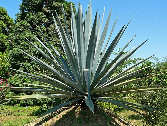 Blue Agave Tequilana plant with silvery-blue leaves in Australian garden
