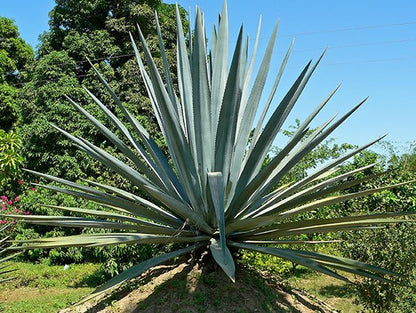 Blue Agave Tequilana plant with silvery-blue leaves in Australian garden