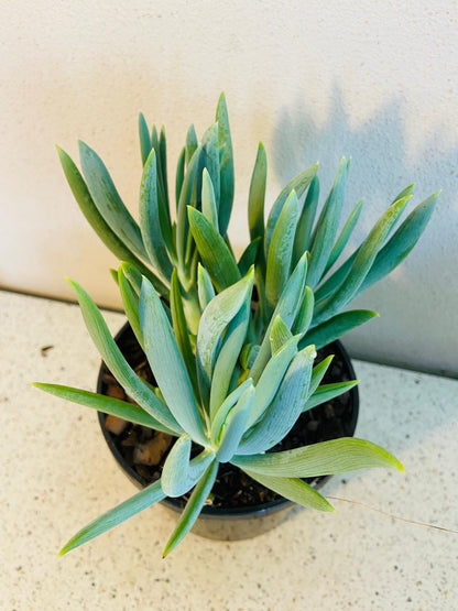 Close-up of Senecio Mandraliscae blue chalk fingers leaves
