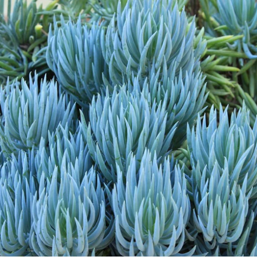 Senecio blue chalk sticks succulent used as drought-tolerant ground cover in Australian garden