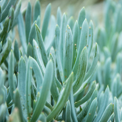 Blue chalk sticks plant (Senecio serpens) showing silvery-blue finger-like succulent leaves