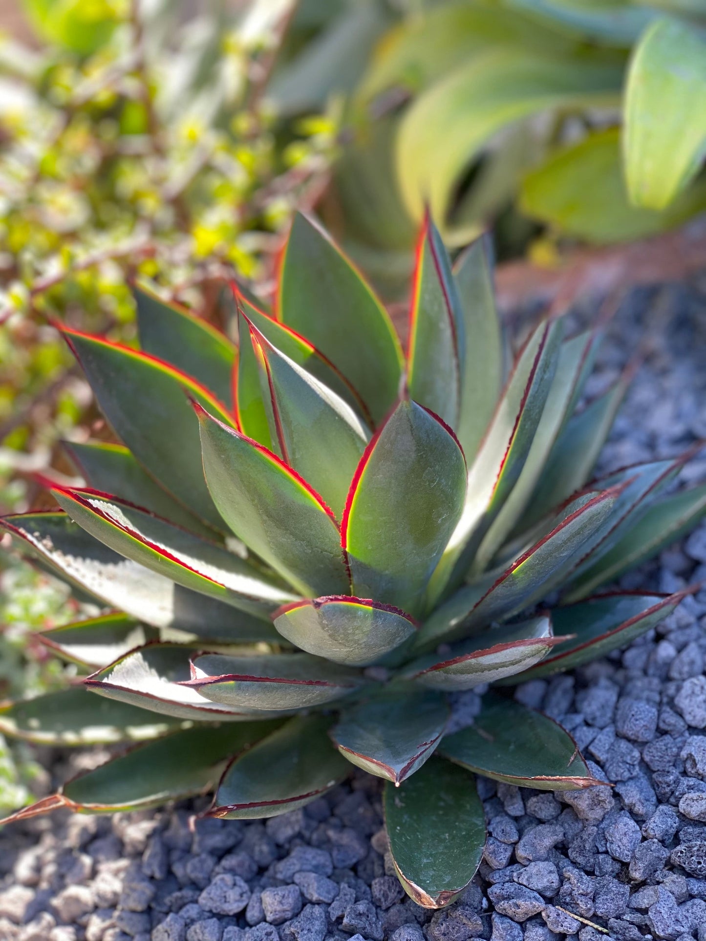 Close-up of Agave Blue Glow rosette showing distinctive blue-grey foliage with vibrant red edges