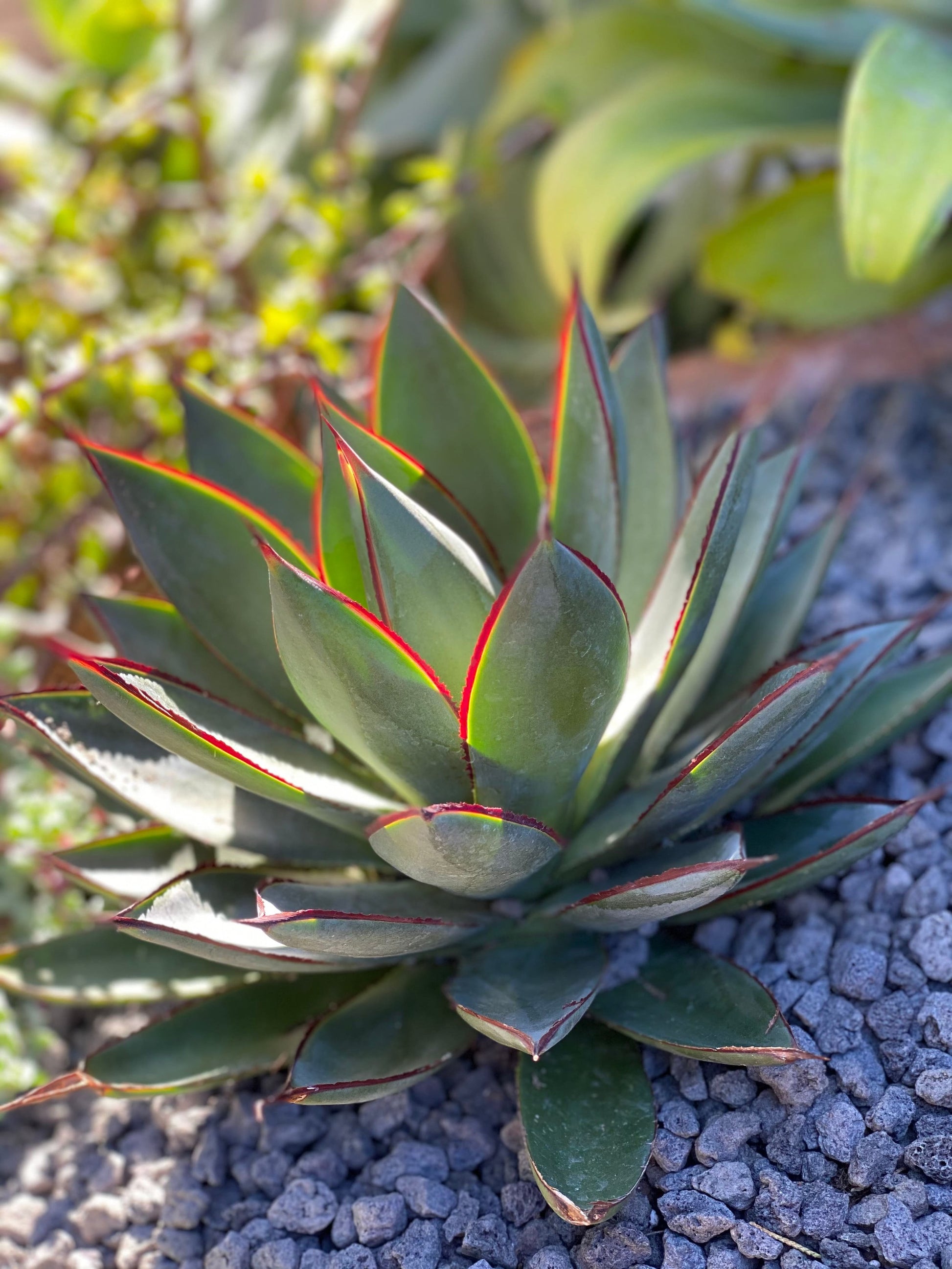 Close-up of Agave Blue Glow rosette showing distinctive blue-grey foliage with vibrant red edges