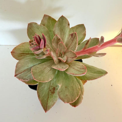 Close up of rare blue-grey Echeveria succulent showing velvety metallic sheen texture