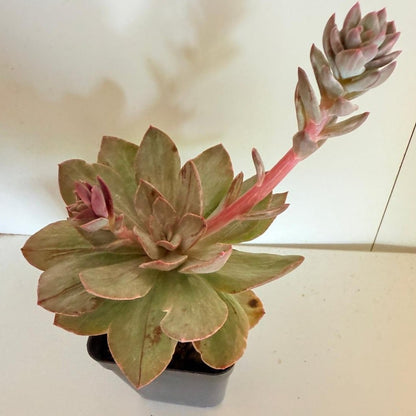 Blue Metal Echeveria succulent with metallic blue-grey rosette leaves in 100mm pot Australia