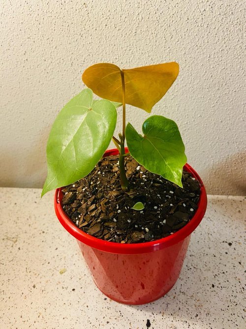 Bombax ellipticum Shaving Brush Tree with pink brush-like flowers