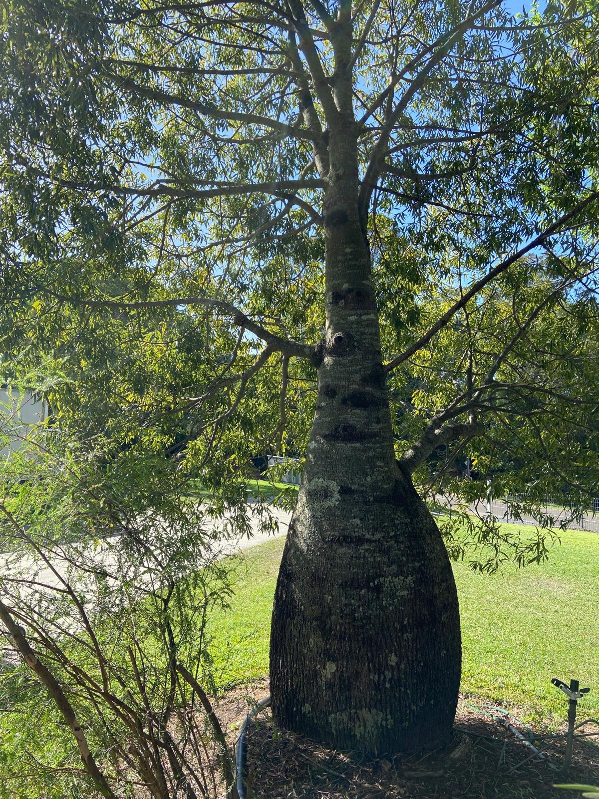 Close up of Brachychiton rupestris bottle tree distinctive swollen trunk that stores water - Australian native plant detail