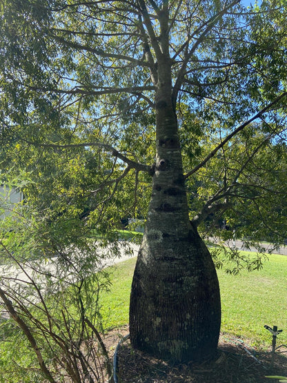 Close up of Brachychiton rupestris bottle tree distinctive swollen trunk that stores water - Australian native plant detail