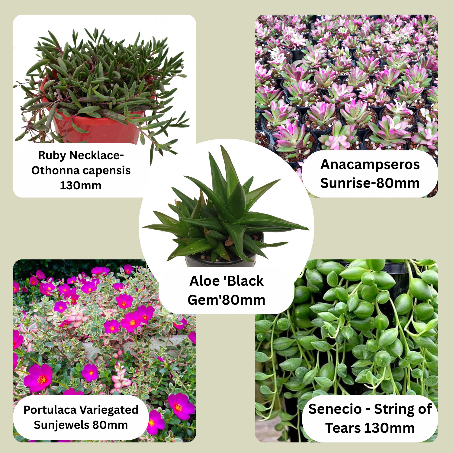 Budget succulent pack #4 with 5 mixed value plants including Aloe Black Gem and Ruby Necklace, affordable drought-tolerant bundle for sale Australia.