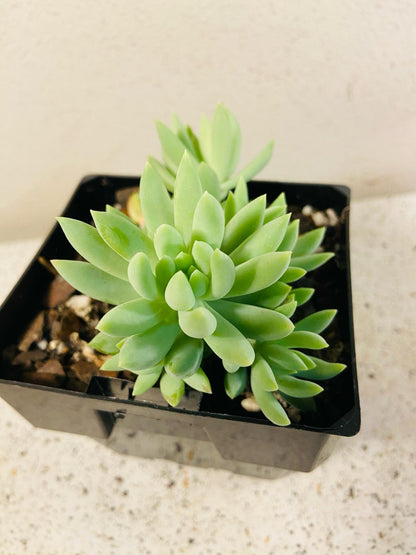 donkey tail succulent perth Sedum Morganianum
