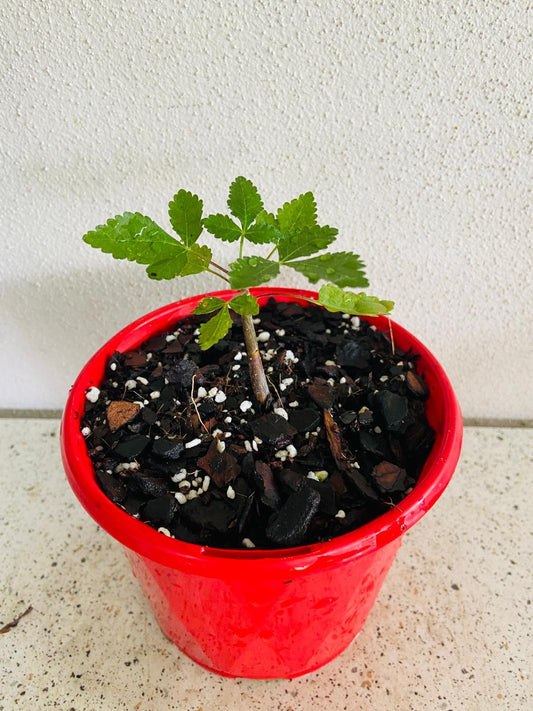Bursera hindsiana rare caudiciform succulent showing peeling red bark