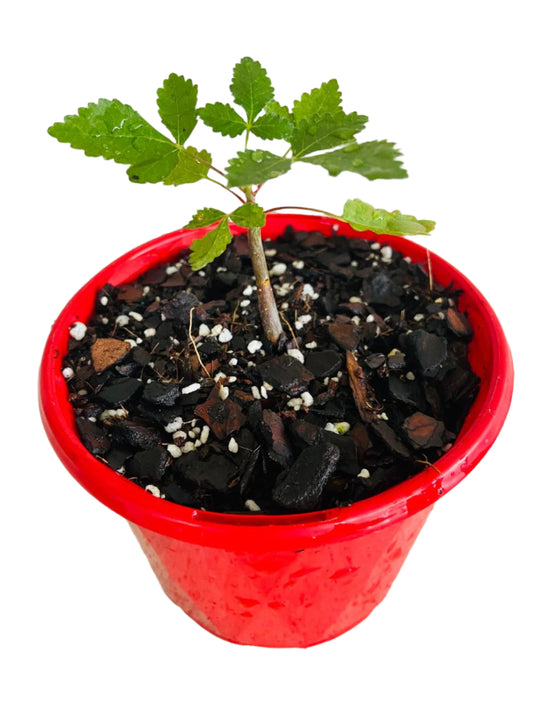 Bursera hindsiana Red Elephant Tree caudex plant with swollen trunk