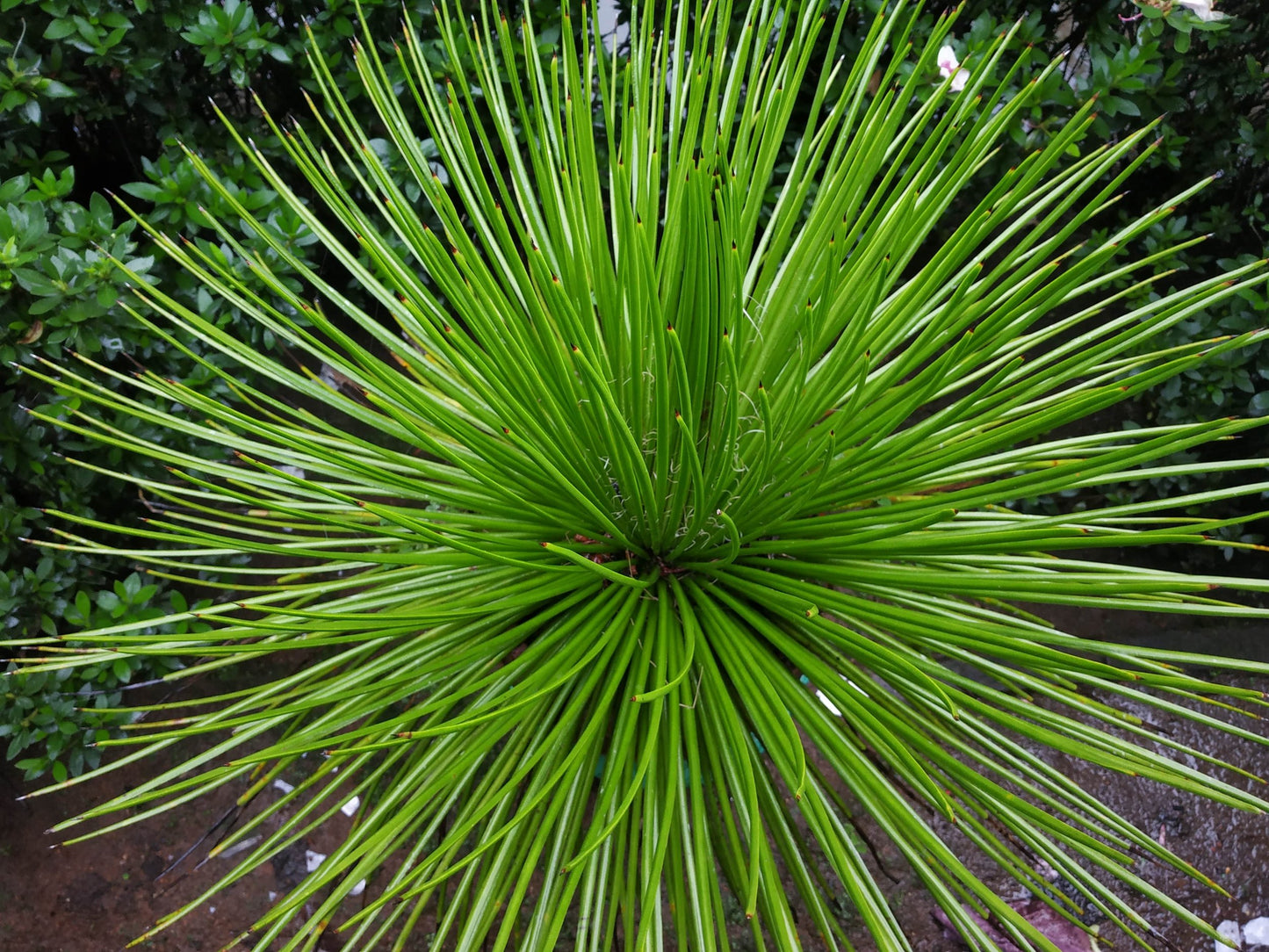 Buy Agave Geminiflora Australia - close up of twin flowered agave leaf detail and white threads