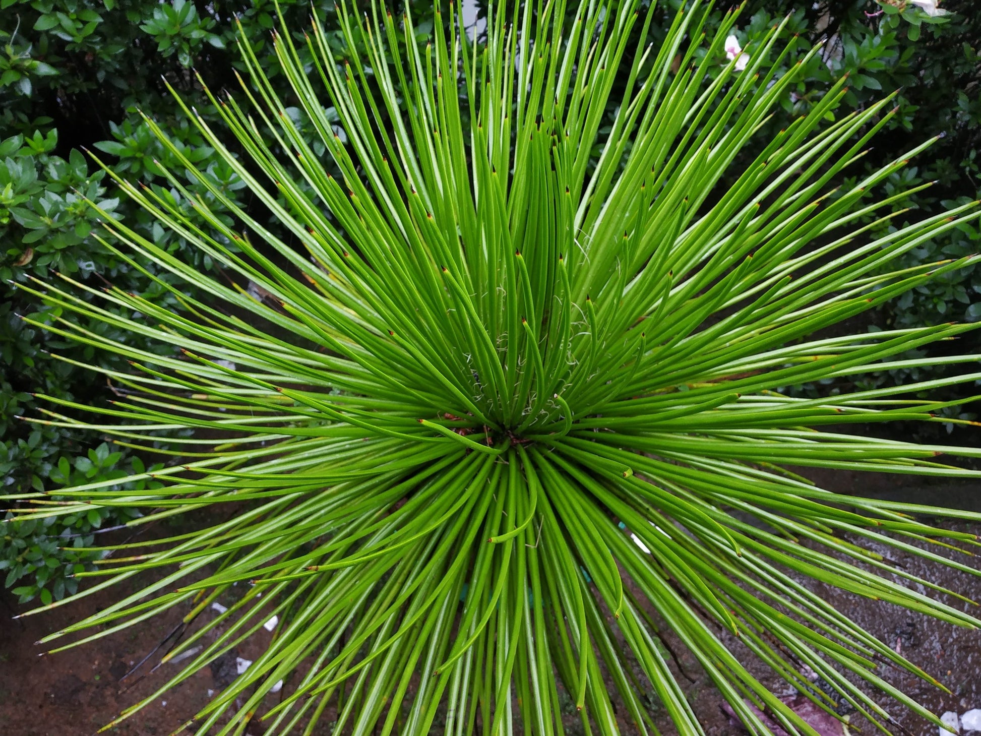 Buy Agave Geminiflora Australia - close up of twin flowered agave leaf detail and white threads