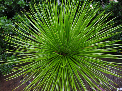 Buy Agave Geminiflora Australia - close up of twin flowered agave leaf detail and white threads