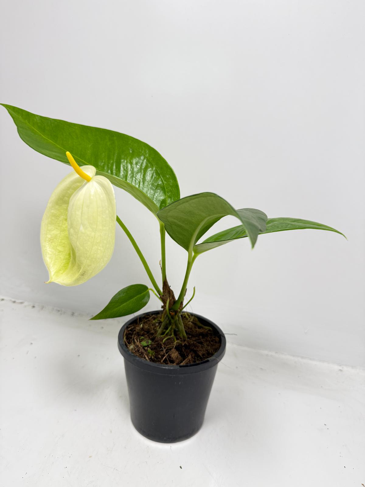 Red Anthurium Pigtail flowering houseplant with glossy heart-shaped leaves