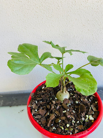 Rare Cussonia paniculata subsp. sinuata for sale in Australia, showing wavy foliage in 130mm pot