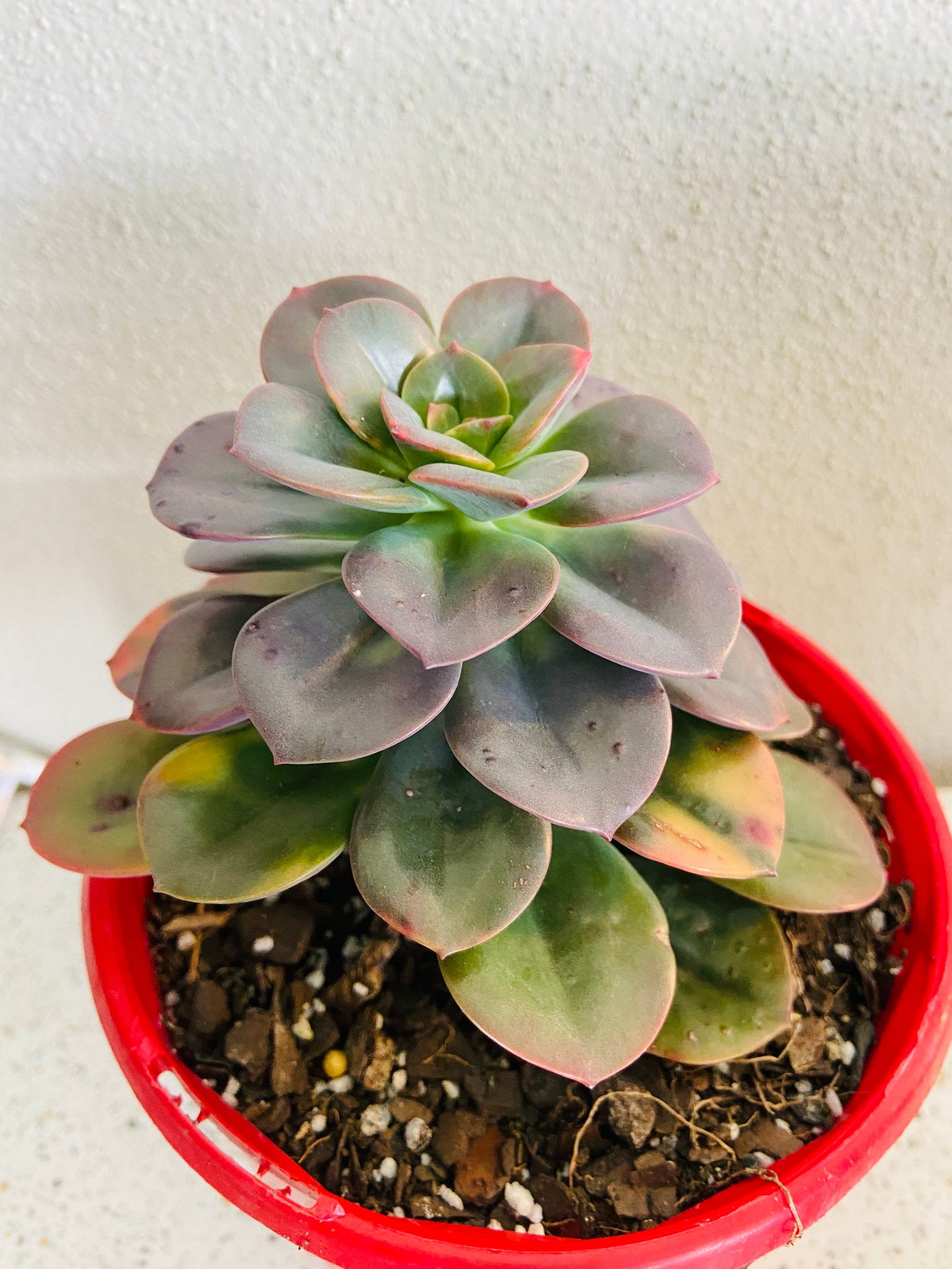 echeveria rosette succulent Buy Echeveria Chroma