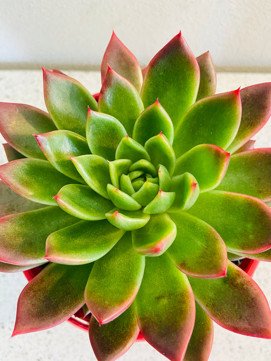 Buy Echeveria Elina farina coated succulent online Australia
