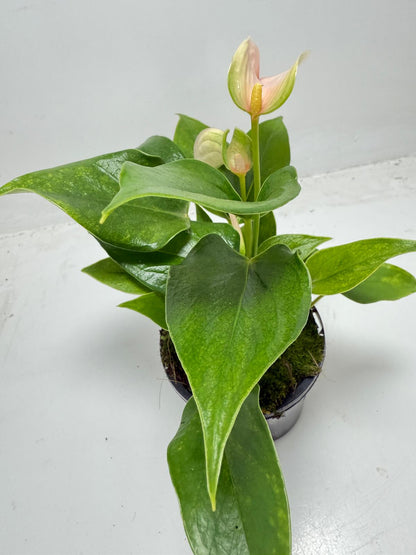 Complete Anthurium Jolie Peach indoor plant with pot available online Australia
