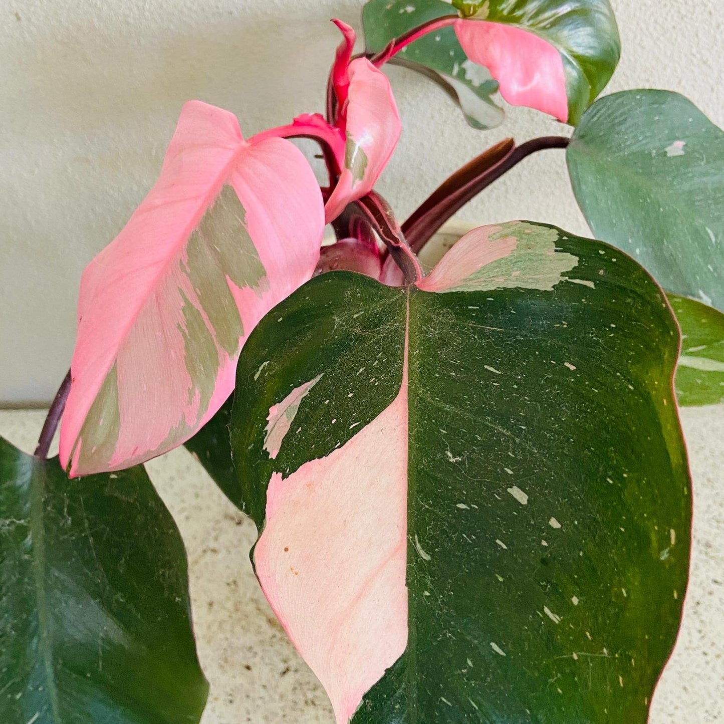 Close up of rare Pink Princess Philodendron pink variegation detail