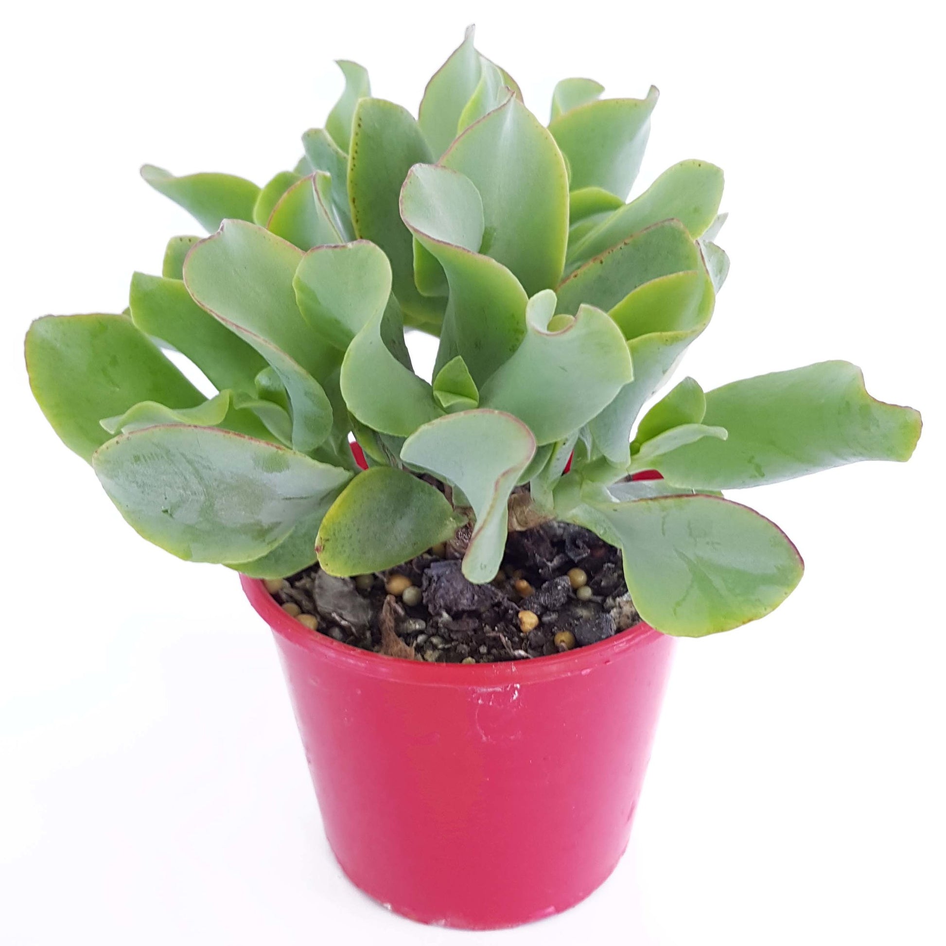 Side view of healthy Ripple Jade succulent plant for sale Australia