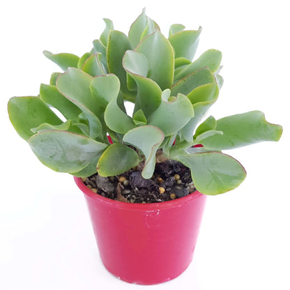 Side view of healthy Ripple Jade succulent plant for sale Australia