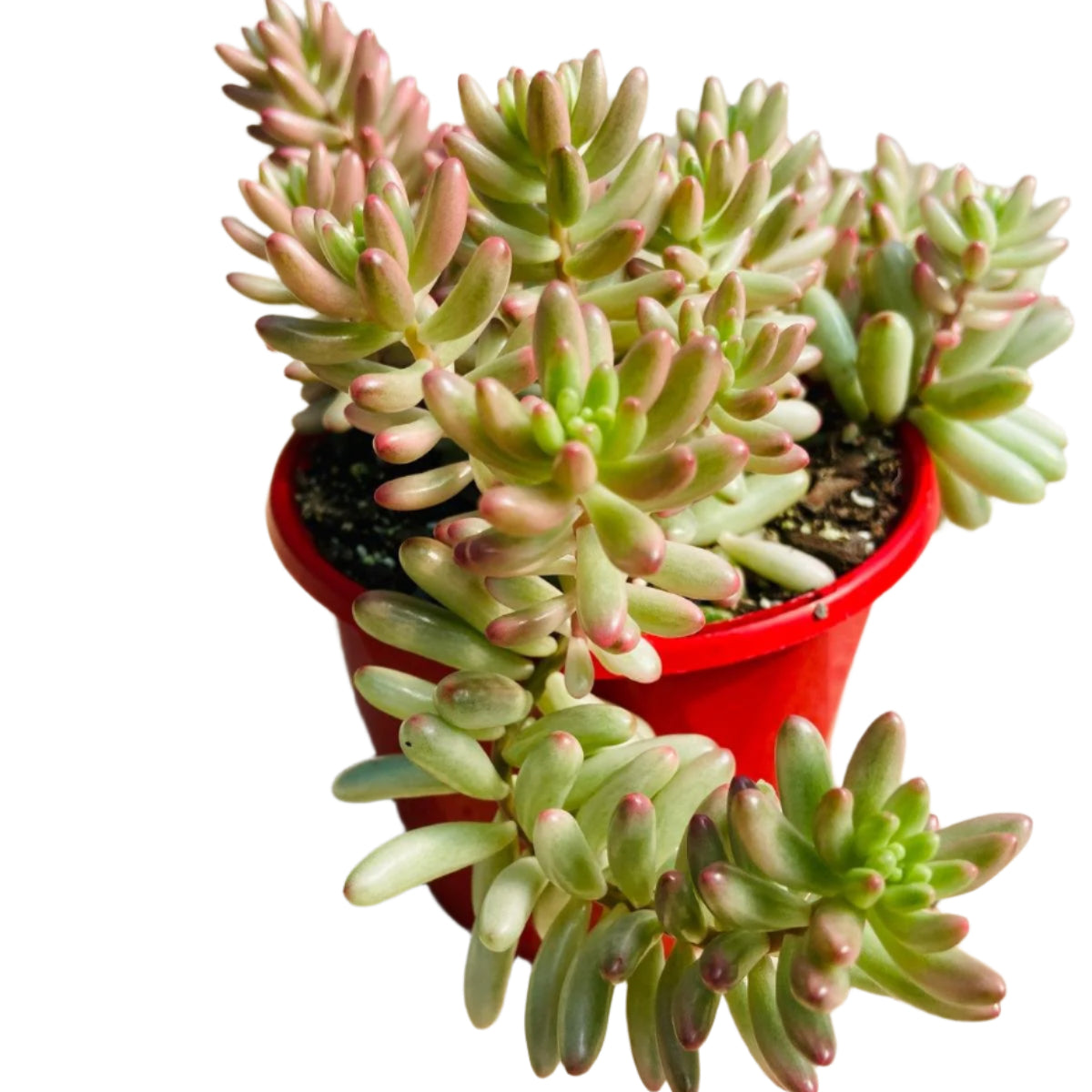 Buy Sedum Pink Jelly Beans Crested online – shipped Australia-wide