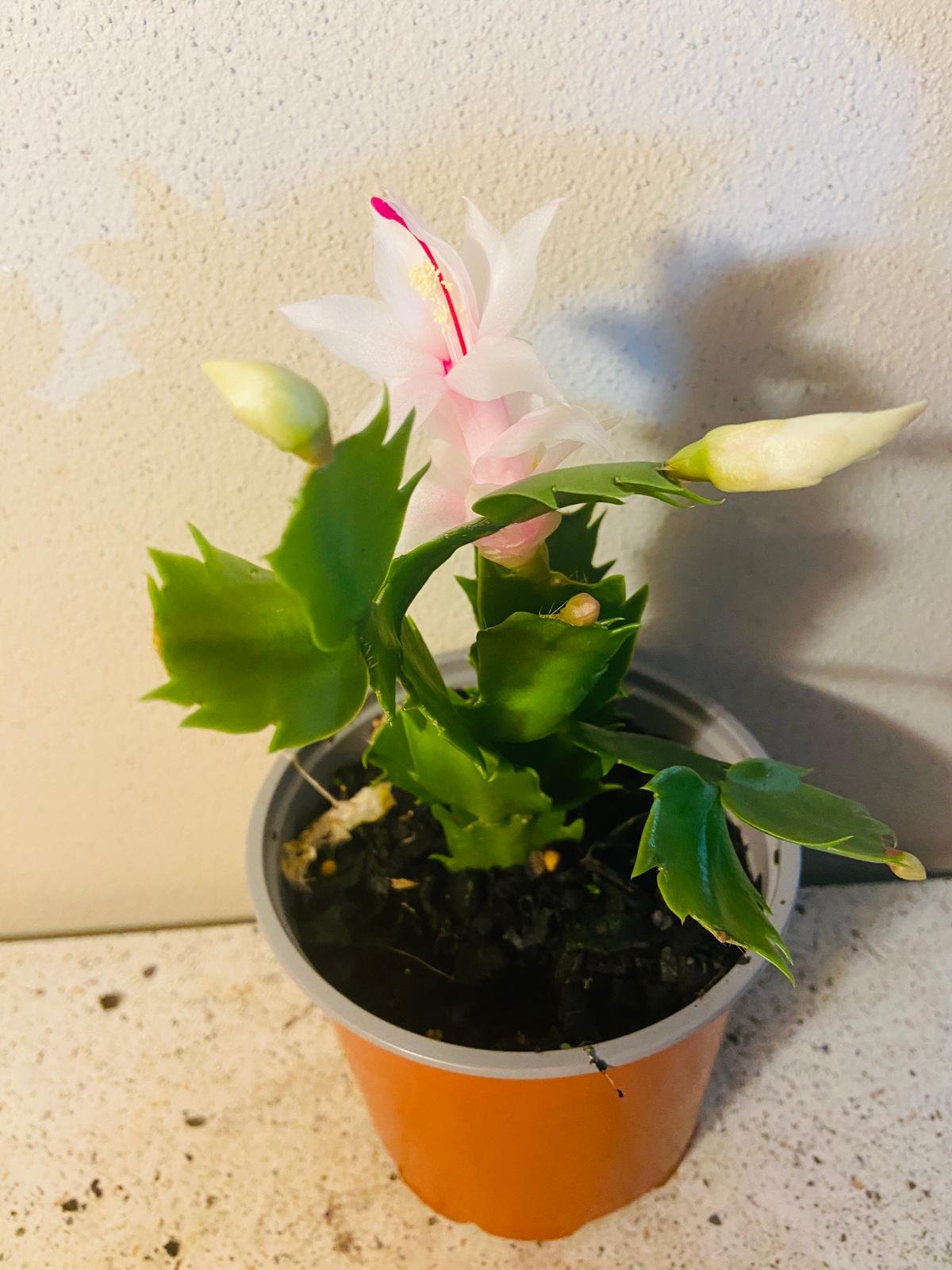 Buy Zygocactus Cecilie holiday cacti online with fast Australia wide delivery from Succulents Online