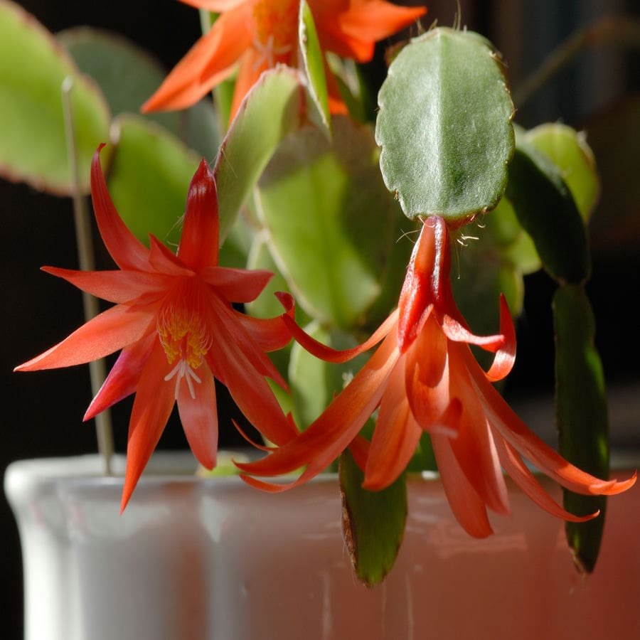 Close-up of cacti with red flowers on spring cactus, ideal for indoor hanging baskets in Australia.