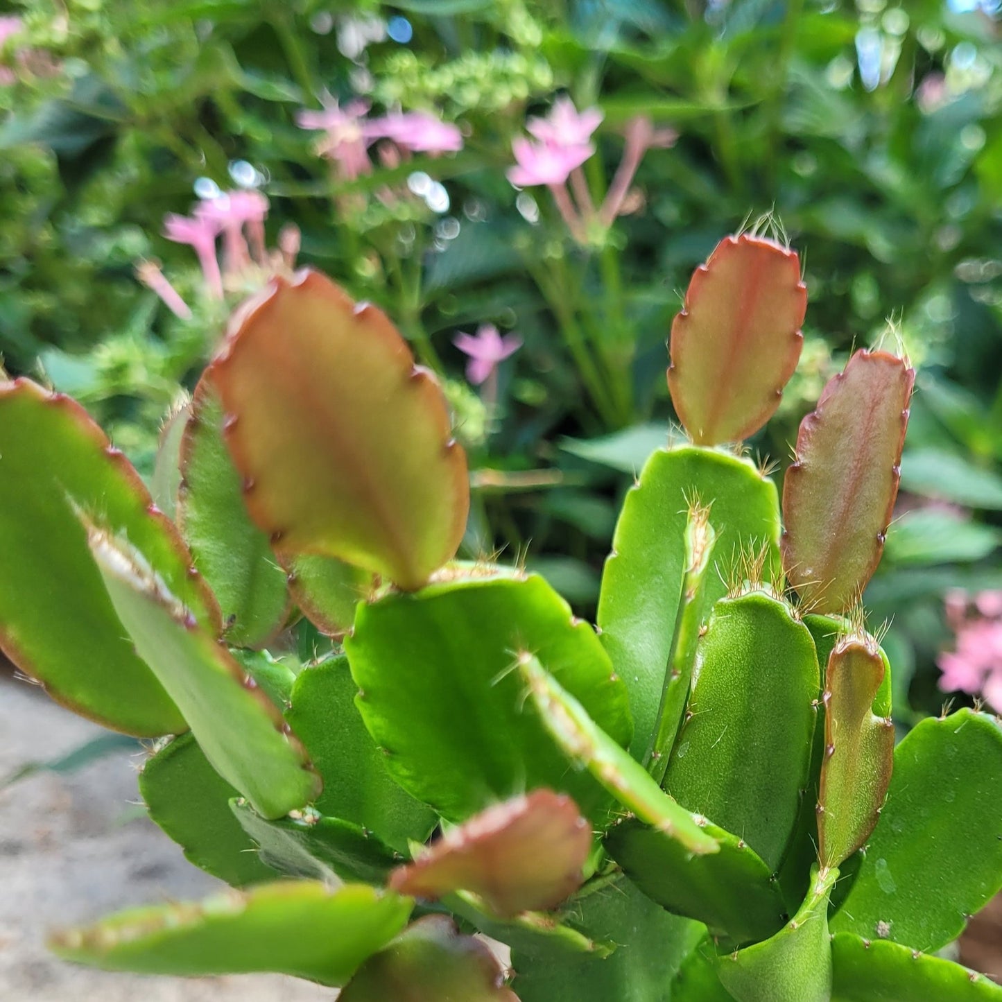 Cactus easter variety with star-shaped red blooms, low-maintenance epiphytic growth for Aussie gardens