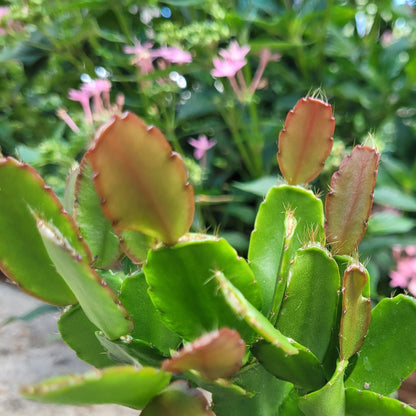 Cactus easter variety with star-shaped red blooms, low-maintenance epiphytic growth for Aussie gardens
