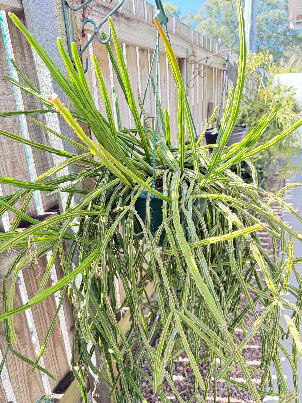 Trailing Rhipsalis Licorice epiphytic cactus in hanging basket