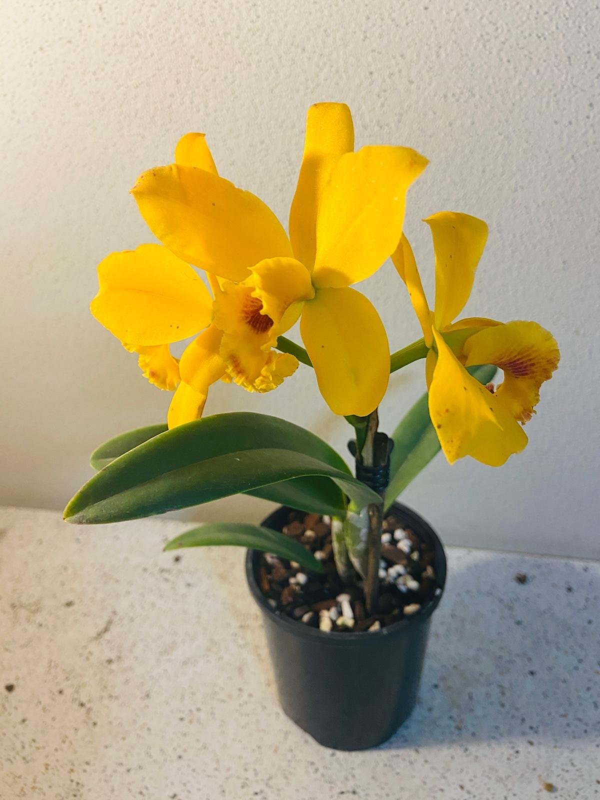 Cattleya alliance hybrid orchid with fiery orange blooms