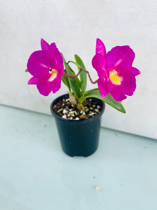 Cattleya Starrlyn Topaz miniature orchid with orange blooms Australia
