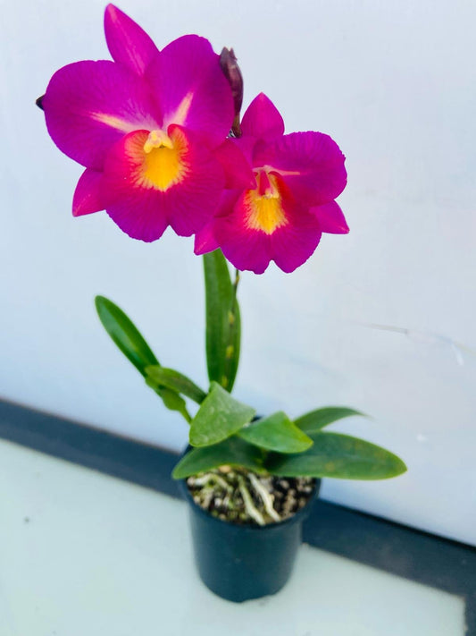 Cattleya Starrlyn Topaz miniature pink fragrant orchid with cluster blooms in 100mm pot for sale Australia