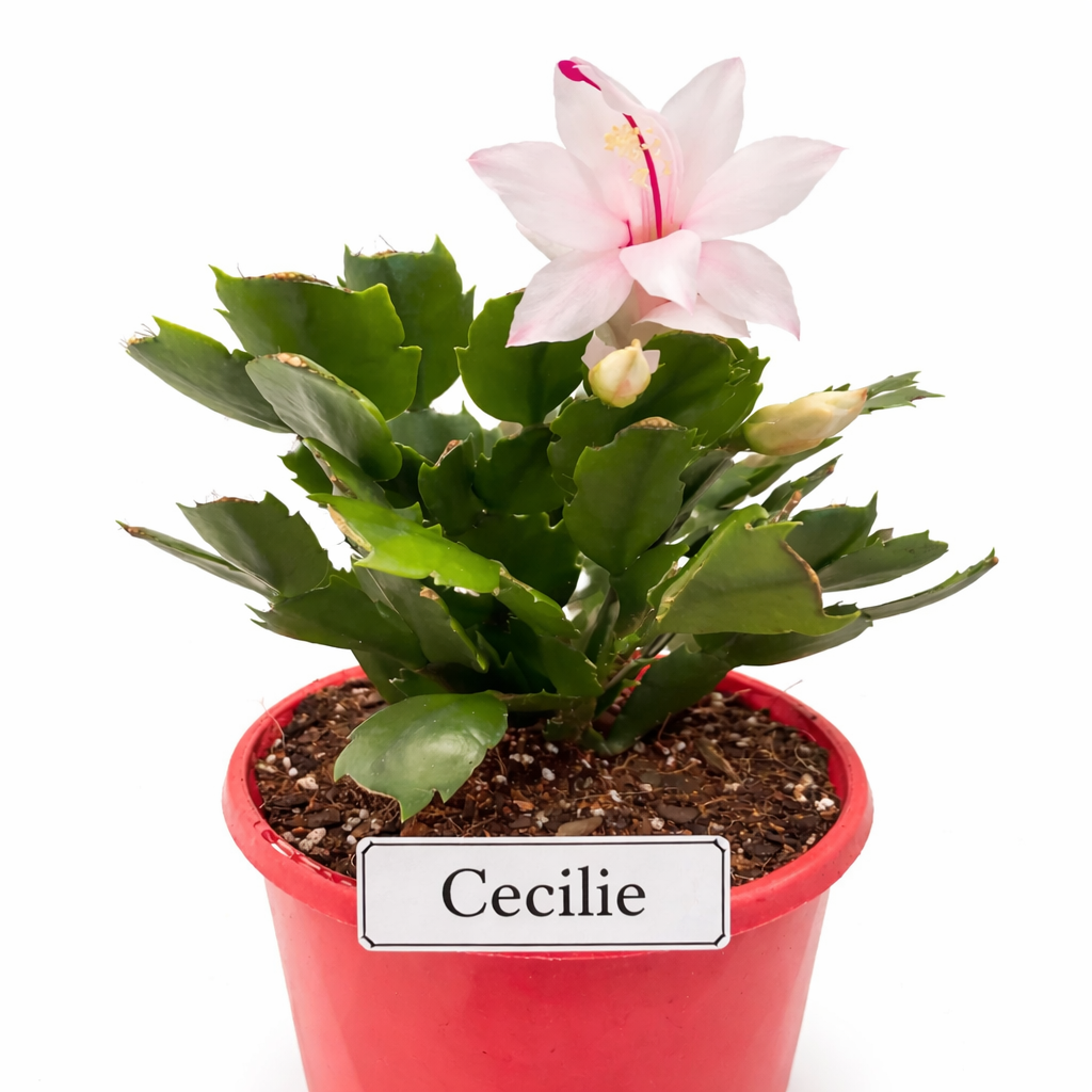 Zygocactus Combo - 7 Different Colours