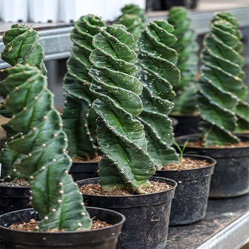 Cereus Spiralis cactus spiral plant Australia