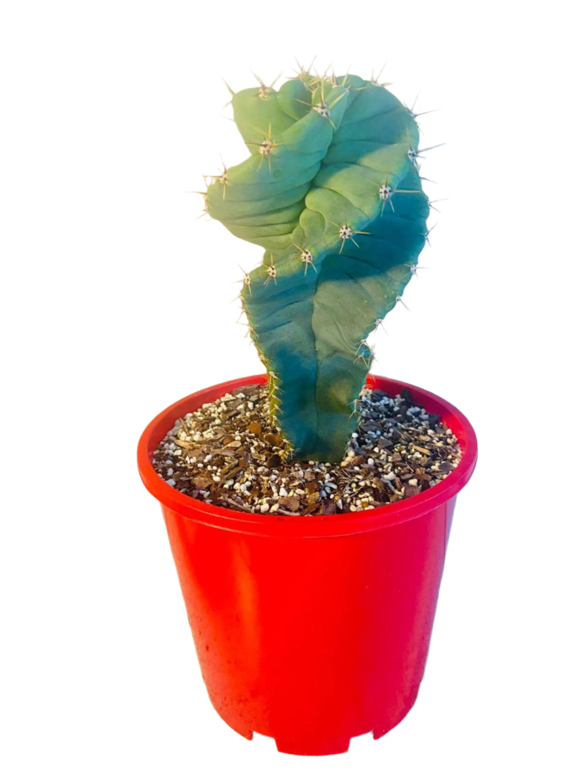 Cereus Spiralis cactus in pot for sale Australia