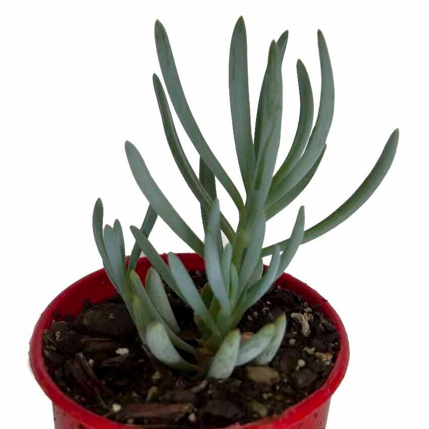Chalk stick succulent in decorative container pot perfect for modern contemporary outdoor spaces