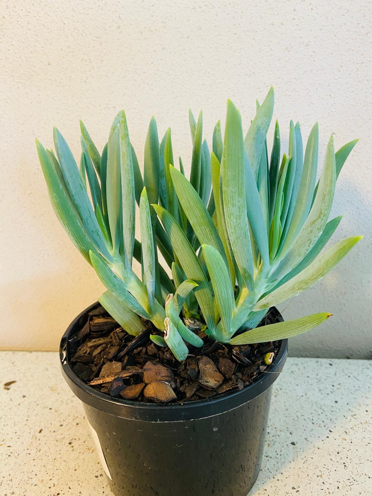 Senecio Mandraliscae Chalk Sticks in rock garden