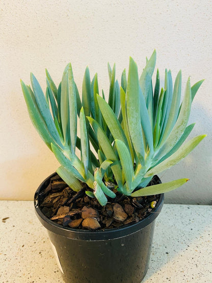 Senecio Mandraliscae Chalk Sticks in rock garden