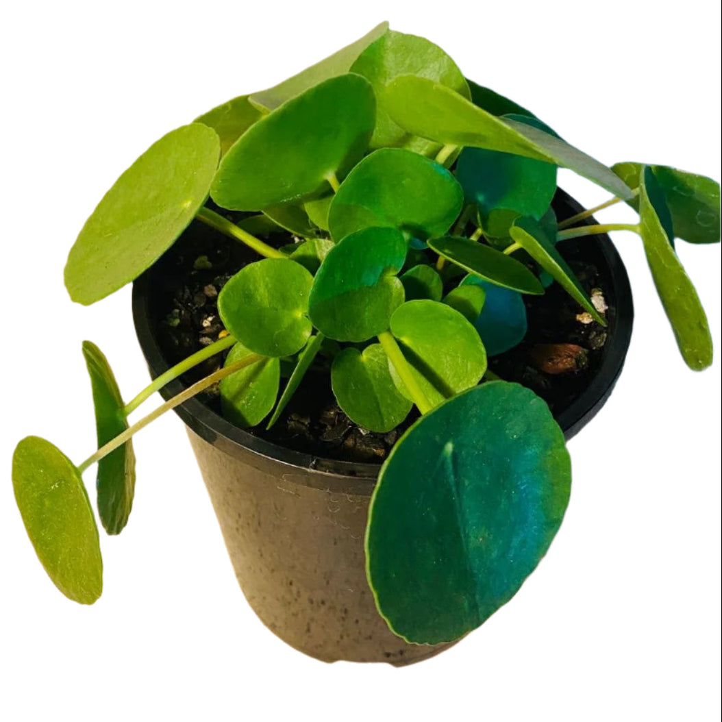Pilea Peperomioides Chinese Money Plant in 140mm red pot with round coin-shaped green leaves