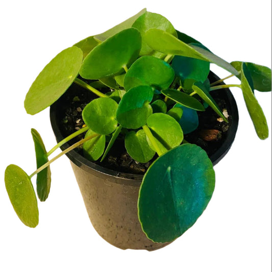 Pilea Peperomioides Chinese Money Plant in 140mm red pot with round coin-shaped green leaves