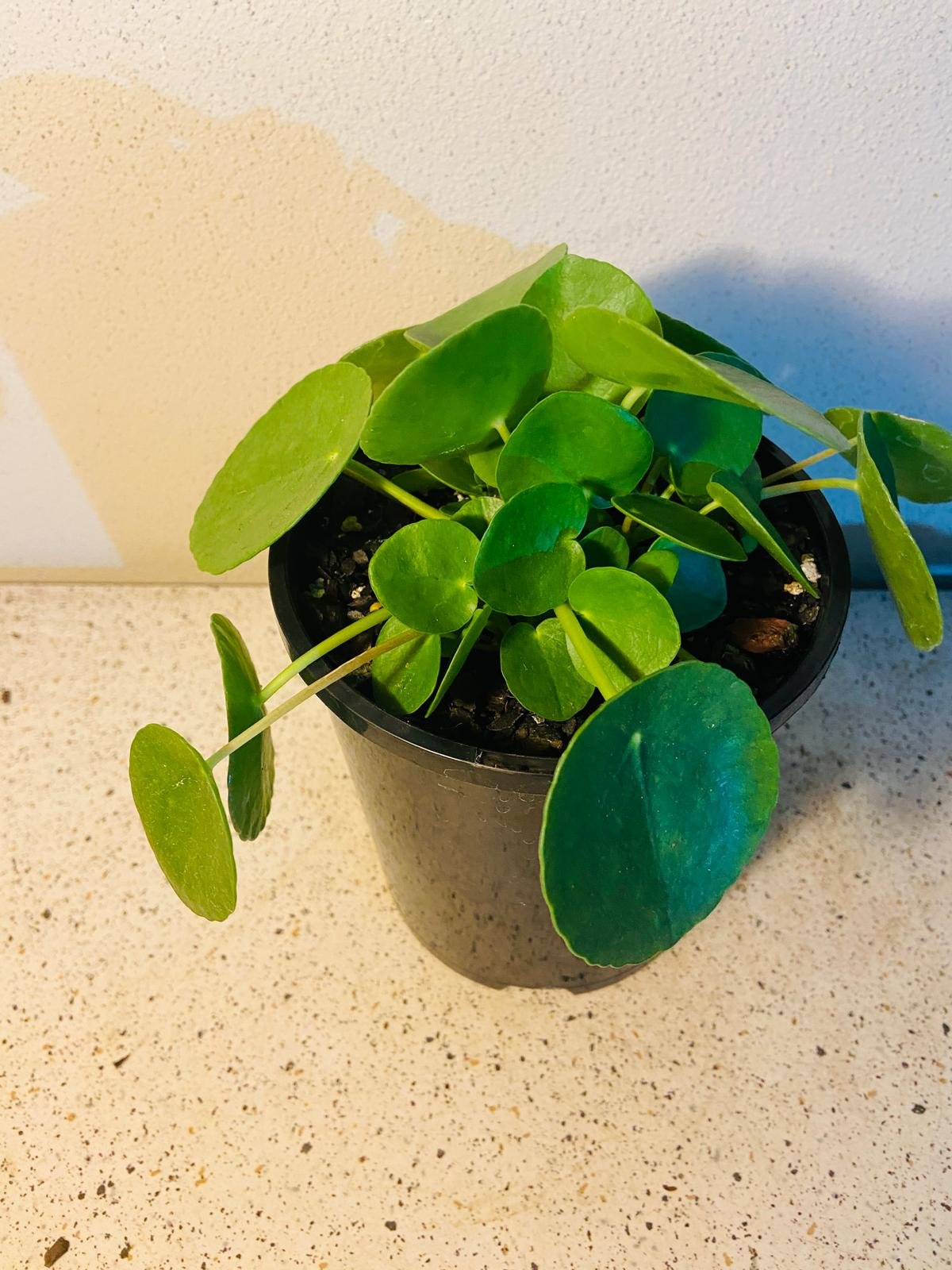 Carefully packaged Chinese Money Plant for safe Australia Post delivery from Queensland nursery